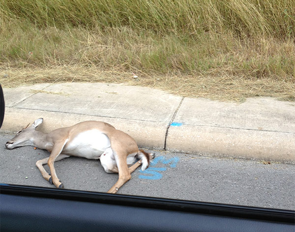 Deer killed on Wurzbach Parkway