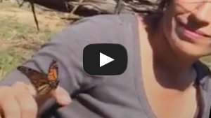 Monarch Butterfly Release 
