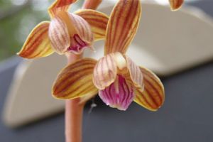 Rare Orchid Found in PHP