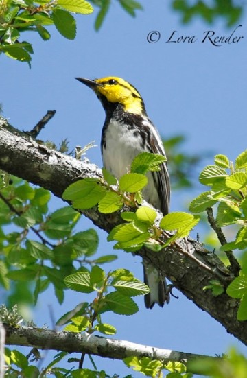 Golden-cheeked Warbler sighted!