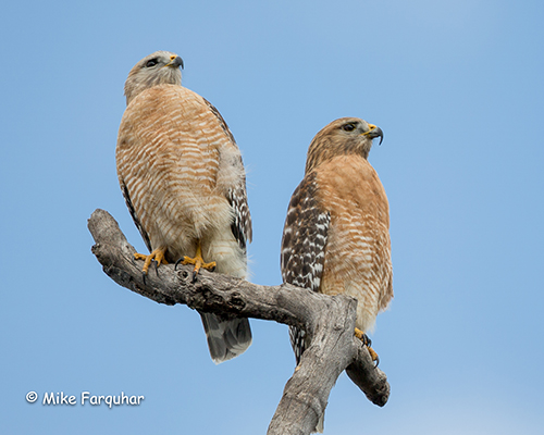 Spring Nesting for Red-Shouldered Hawks in Hardberger Park